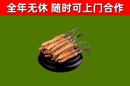 埇桥烟酒回收冬虫夏草.jpg